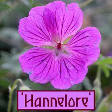 Attēlu rezultāti vaicājumam “Geranium sanguineum flower”