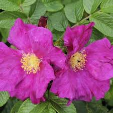 Attēlu rezultāti vaicājumam “Rosa subcanina”