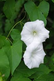 Attēlu rezultāti vaicājumam “Calystegia sepium”