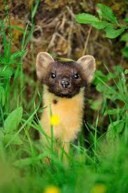 Attēlu rezultāti vaicājumam “Martes martes”