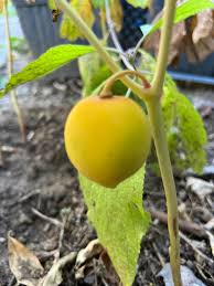 Attēlu rezultāti vaicājumam “Podophyllum hexandrum fruit”