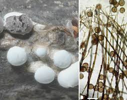 Attēlu rezultāti vaicājumam “Diderma chondrioderma spores”