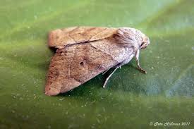 Attēlu rezultāti vaicājumam “Cosmia trapezina”