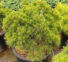 Attēlu rezultāti vaicājumam “Pinus sylvestris var. turfosa”