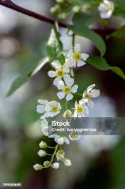 Attēlu rezultāti vaicājumam “Prunus padus var. roseiflora flower”