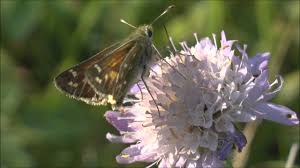 Attēlu rezultāti vaicājumam “Hesperia comma male”