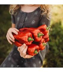 Afbeeldingsresultaat voor marconi golden sweet pepper