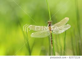 Attēlu rezultāti vaicājumam “Leucorrhinia dubia”