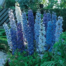 Image result for Delphinium