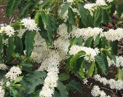 Attēlu rezultāti vaicājumam “Gymnocladus dioicus flower”