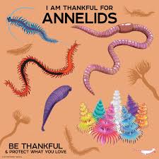 Attēlu rezultāti vaicājumam “Annelides”