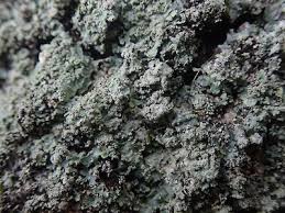 Attēlu rezultāti vaicājumam “Punctelia subrudecta”