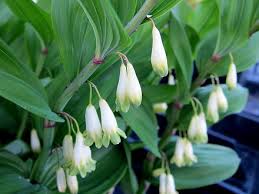 Attēlu rezultāti vaicājumam “Polygonatum odoratum flower”