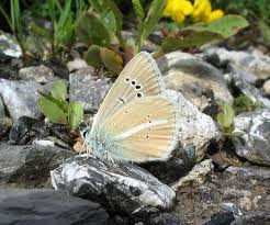 Attēlu rezultāti vaicājumam “Agrodiaetus damon underside”
