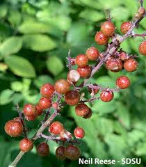 Attēlu rezultāti vaicājumam “Maianthemum bifolium fruit”