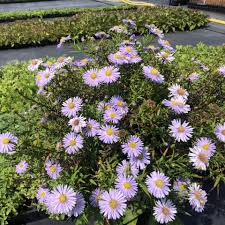 Image result for Aster novi-belgii