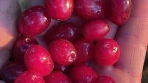 Attēlu rezultāti vaicājumam “Cornus mas fruit”