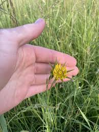 Image result for Tragopogon pratensis