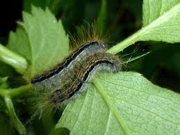 Attēlu rezultāti vaicājumam “Malacosoma castrensis male”
