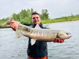 Image result for Oncorhynchus keta