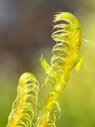 Attēlu rezultāti vaicājumam “Warnstorfia fluitans”