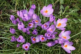 Attēlu rezultāti vaicājumam “Crocus tommasinianus”