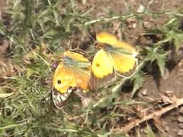 Attēlu rezultāti vaicājumam “Colias croceus”