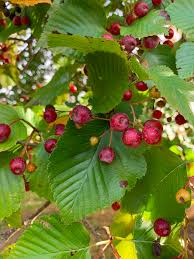 Attēlu rezultāti vaicājumam “Sorbus alnifolia”