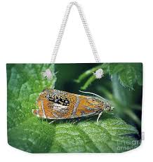 Attēlu rezultāti vaicājumam “Olethreutes arcuella”