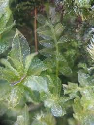 Attēlu rezultāti vaicājumam “Plagiomnium medium”