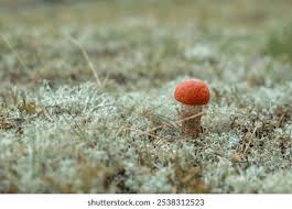 Attēlu rezultāti vaicājumam “Leccinum vulpinum”