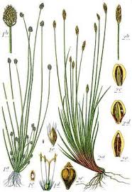 Attēlu rezultāti vaicājumam “Eleocharis uniglumis leaf”