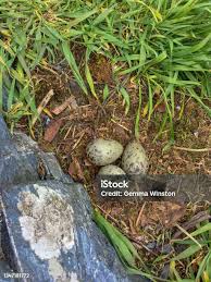 Attēlu rezultāti vaicājumam “Larus argentatus nest”