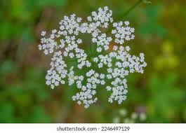 Image result for Pimpinella saxifraga