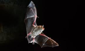 Attēlu rezultāti vaicājumam “Myotis daubentonii”