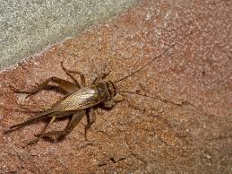 Attēlu rezultāti vaicājumam “Gryllus domesticus”