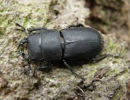 Attēlu rezultāti vaicājumam “Dorcus parallelopipedus”