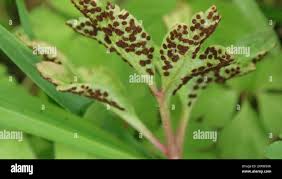 Attēlu rezultāti vaicājumam “Tranzschelia anemones”