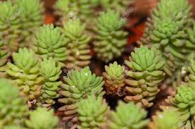 Attēlu rezultāti vaicājumam “Sedum pallidum bud”