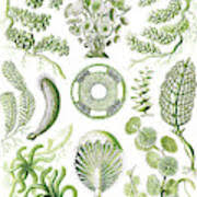 Attēlu rezultāti vaicājumam “Chlorophyta”