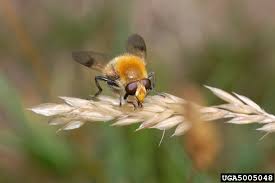 Attēlu rezultāti vaicājumam “Arctophila superbiens”