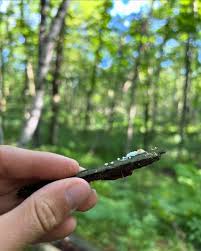 Attēlu rezultāti vaicājumam “Ceratiomyxa porioides spores”