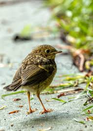 Attēlu rezultāti vaicājumam “Erithacus rubecula juvenile”