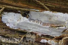 Attēlu rezultāti vaicājumam “Skeletocutis stellae”