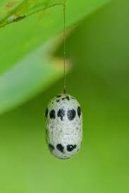 Attēlu rezultāti vaicājumam “Ichneumonidae cocoon”