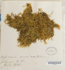 Attēlu rezultāti vaicājumam “Sanionia uncinata”