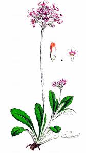 Attēlu rezultāti vaicājumam “Primula farinosa fruit”