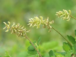 Attēlu rezultāti vaicājumam “Astragalus glycyphyllos fruit”