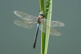 Attēlu rezultāti vaicājumam “Anax parthenope”