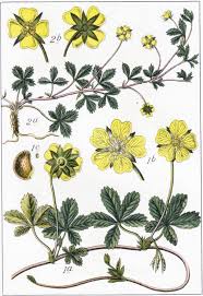 Attēlu rezultāti vaicājumam “Potentilla reptans flower”
